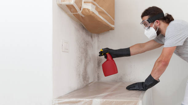 Professional Mold Remediation technician working in Spring Valley, NY