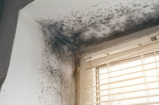 Affordable Mold Remediation solutions in Spring Valley, NY